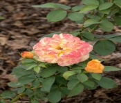 2020 09 01 LyndaleParkRoseGarden 032